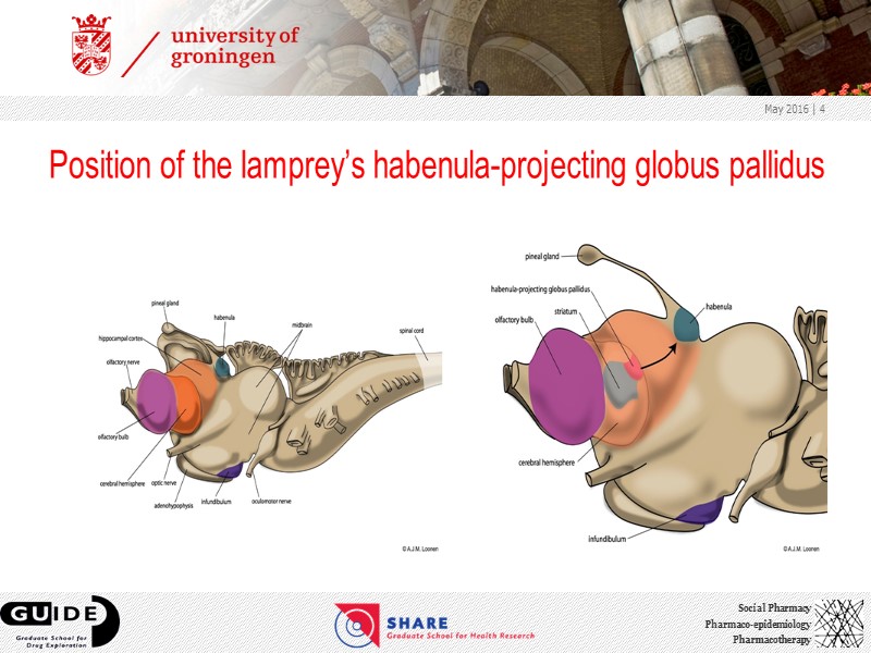 Position of the lamprey’s habenula-projecting globus pallidus May 2016  | 4